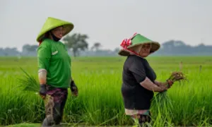 Indonesia khuyến khích người trẻ làm nông