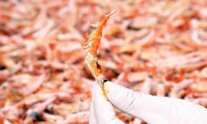 Tôm khô 'móng chim' tiền triệu hút khách